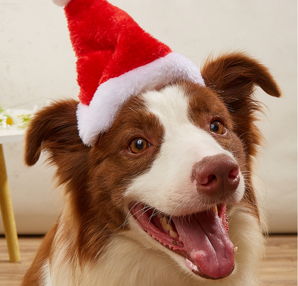 Pet Christmas hat